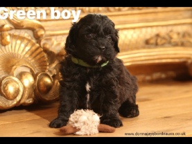 Cavapoo puppies