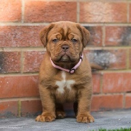 dogue de bordeaux fertility scan