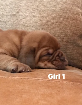 Donnajays Doge De Bordeaux