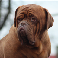 dogue de bordeaux puppies