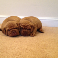 dogue de bordeaux puppies
