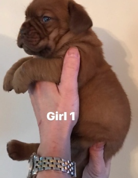 Donnajays Doge De Bordeaux