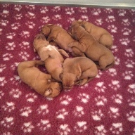 dogue de bordeaux puppies