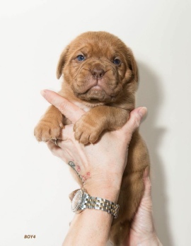 Donnajays Doge De Bordeaux