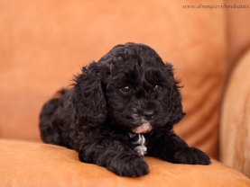 Cavapoo puppies