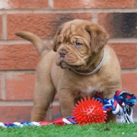 dogue de bordeaux fertility scan