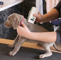 Dogue de Bordeaux, semen, micro chipping and fertilty scans