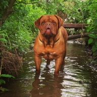 dogue de bordeaux puppies