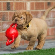 dogue de bordeaux fertility scan