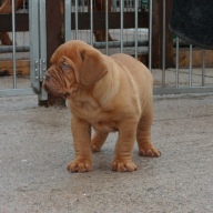 dogue de bordeaux puppies
