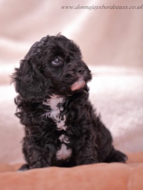Cavapoo puppies