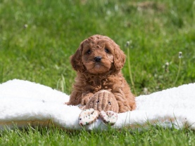 Cavapoo puppies