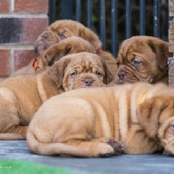 dogue de bordeaux fertility scan