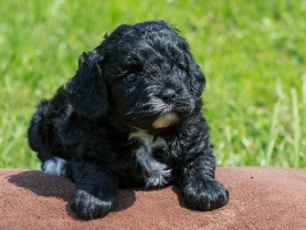 Cavapoo puppies
