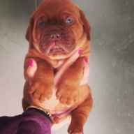 dogue de bordeaux puppies