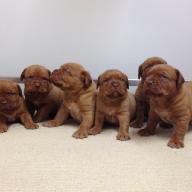 dogue de bordeaux puppies