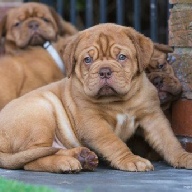 dogue de bordeaux fertility scan