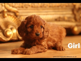 Cavapoo puppies