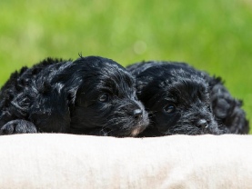Cavapoo puppies