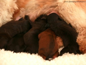 Cavapoo puppies