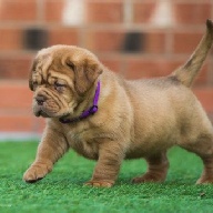 dogue de bordeaux fertility scan