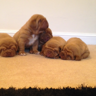 dogue de bordeaux puppies