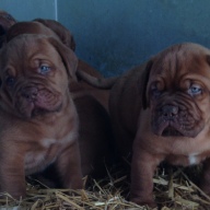 dogue de bordeaux puppies