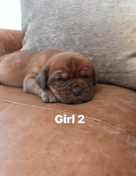 Donnajays Doge De Bordeaux