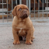 dogue de bordeaux puppies