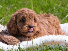 Cavapoo puppies