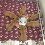 dogue de bordeaux puppies