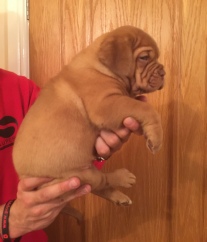 dogue de bordeaux puppies