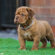 dogue de bordeaux fertility scan