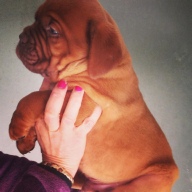 dogue de bordeaux puppies