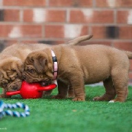 dogue de bordeaux fertility scan