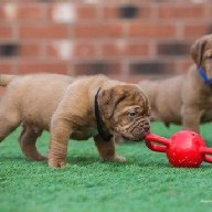 dogue de bordeaux fertility scan