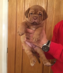 dogue de bordeaux puppies