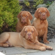 dogue de bordeaux
