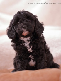 Cavapoo puppies