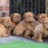 dogue de bordeaux fertility scan
