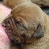 dogue de bordeaux puppies