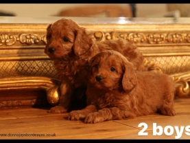 Cavapoo puppies