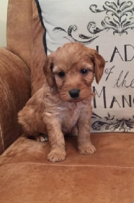 Donna Jay's Cavapoo Puppies