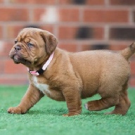 dogue de bordeaux fertility scan