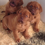 dogue de bordeaux puppies