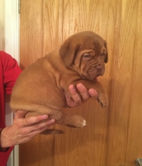 dogue de bordeaux puppies