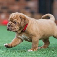 dogue de bordeaux fertility scan