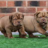dogue de bordeaux fertility scan