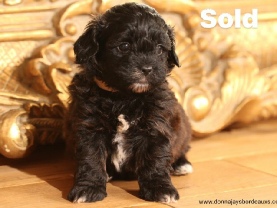 Cavapoo puppies