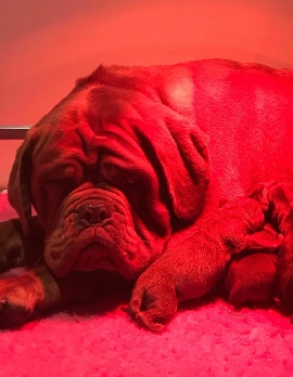 Donnajays Doge De Bordeaux